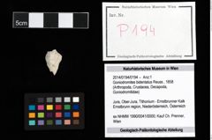 Foto (Objekt + Etikett) von Goniodromites bidentatus (Reuss, 1858)  (NHMW-GEO-2014-0194-0194)